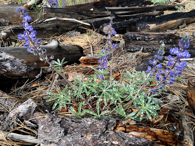 Season of American Lupine