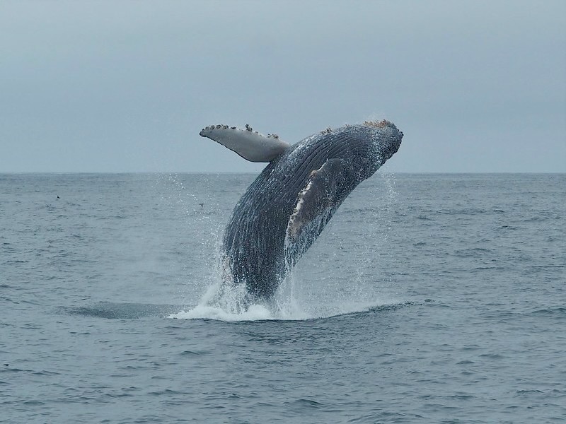 A breaching humpback whale