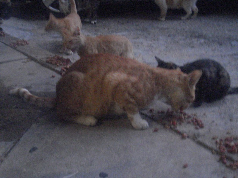 Cats eating food tossed on a sidewalk