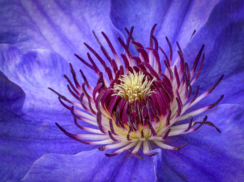 Close up of a purple clematis, with a focus on the pistil and stamen