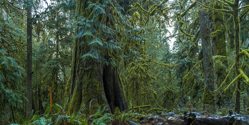 Old growth forest in rich greens