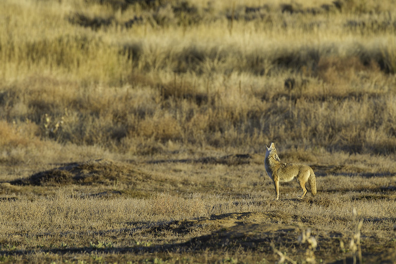 Coyote standing in dry grass, looking skyward, howling.