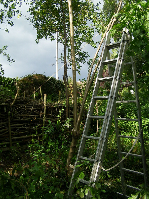 Ladder and rope by a tree