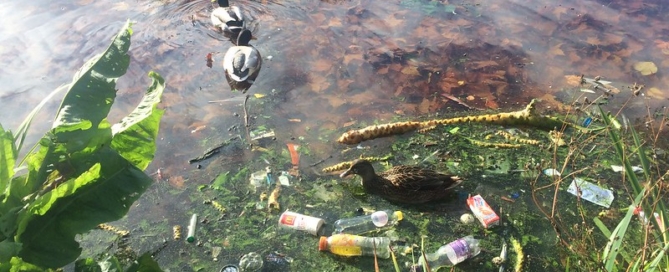 Two ducks floating in polluted water littered with trash