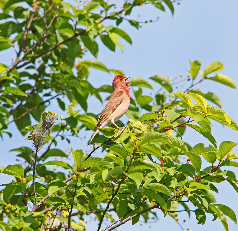 A rosefinch perched in a tree branch, singing.