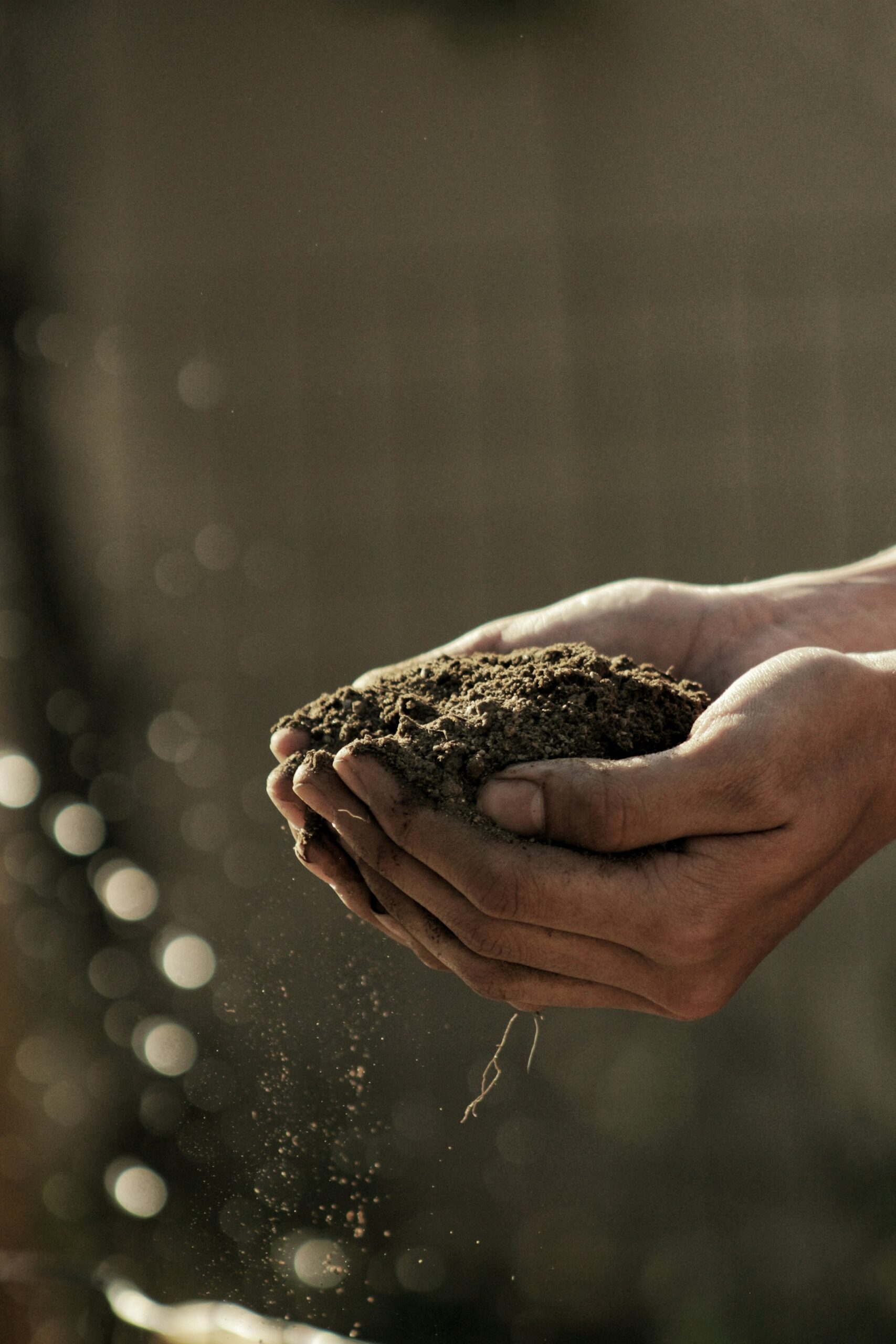 Cupped hands holding dry dirt